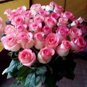 33 нежно-розовые розы в Бердянске фото