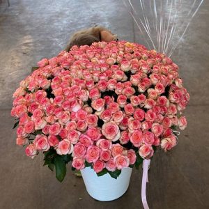301 троянда у вазоні в Бердянську фото
