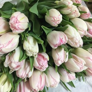 Фото товара 25 тюльпанов