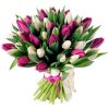 51 бело-пурпурный тюльпан (в ленте)