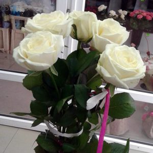 5 роз в Бердянске фото